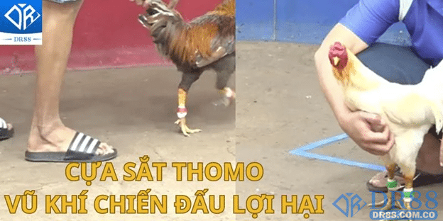 Hoạt động đá gà thomo trên DR88 được yêu thích