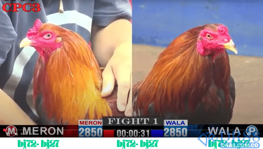Quy định sân đấu và trang bị đấu trường đá gà