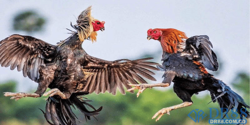 Quy tắc chơi đá gà đúng luật khám phá chi tiết