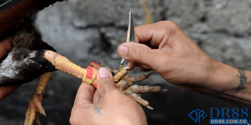 Chia sẻ về nguồn gốc của loại hình đá gà cựa dao