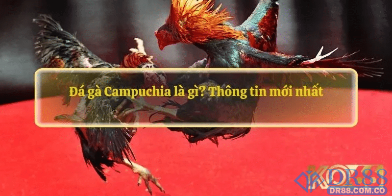 Giải đáp giải trí đa dạng nhờ sự phát triển loại hình đá gà campuchia